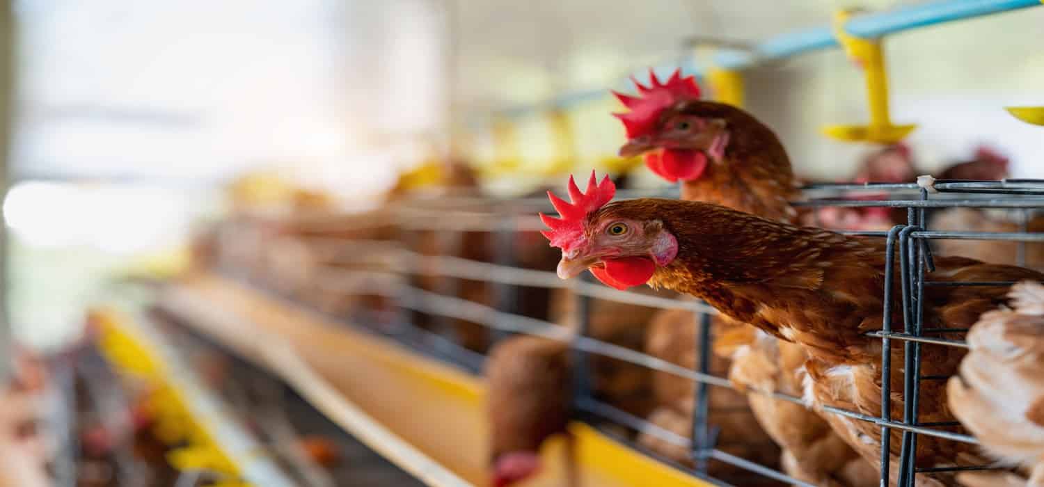 Ismailia Misr Poultry turns profitable in Q1 2024